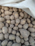 Sprzedam ziemniaki odmiana Gala. Kaliber 4.5+. Ziemniaki ładne zdrowe bez parcha. Pakowane w woreczki 15kg. Lub bb.Tel. 606710921.