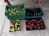 Sprzedam 30 kg ogorka gruntowego 6zl. Fasolka szparagowa 20 kg 10 zł za kg buraczek czerwony 10kg oraz cukinia