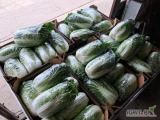 Witam sprzedam kapustę pekińską towar czysty ilości busowe od 8-9 sztuk na 10 kg wiecej pod numerem telefonu 731-002-268