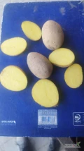 Sprzedam dużą ilość ziemniaka kal. 30-45, odmiana Bernina i Soraya. Opakowanie d/u
