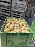 Sprzedam seler 0.6-1.1 kg klasa 1 i klasa 2 
