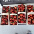 Witam , sprzedam śliczną rumbę . Ilość 400 łubianek , cena 27zl, zainteresowanych zapraszam 693844699