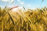 Sprawdź Credit Agricole: zapowiadane mniejsze zapasy zbóż mogą podnieść ich ceny w księgarni igrit