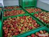 Sprzedam Jonagoreda Suprę, komora dopiero co otwarta. Towar ładny, bez korka, grzyba, gradu. Sprzedaję jedynie za wagę w skrzyni.