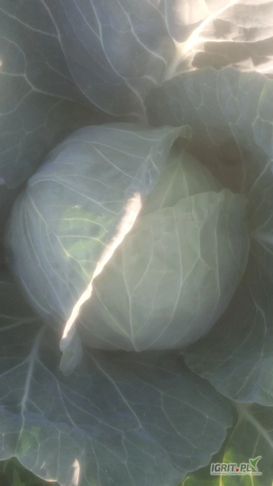 /images/posts/2025/06/2022690/dBWI3ODG2Fwl6juzkvd5N0A7hxX4Cl78C8rIi7oa.jpeg