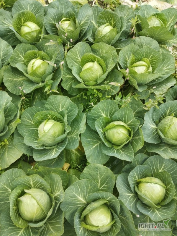 /images/posts/2025/05/2011337/H5YH74dpr4ZRq8PRKe45ibVbh0R8ilFYfDHmiMAn.jpeg