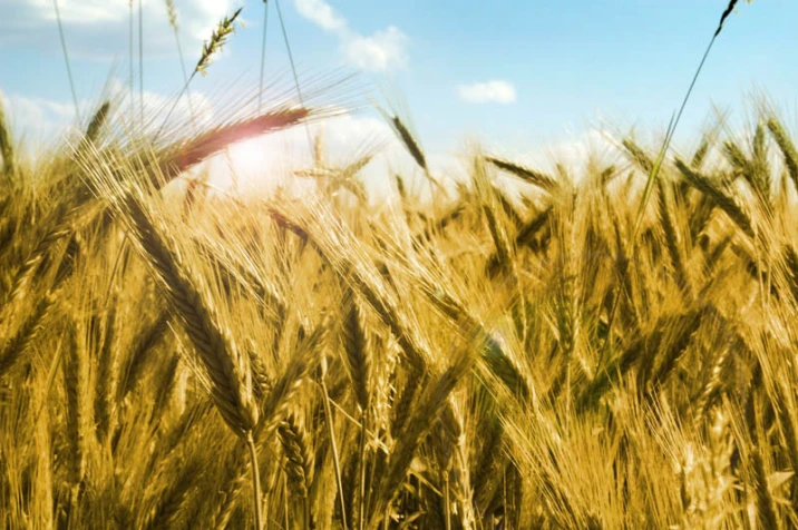 Credit Agricole: zapowiadane mniejsze zapasy zbóż mogą podnieść ich ceny