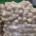 sprzedam seler kaliber 500-900gram pakowany wedlug potrzeb klijenta zapraszam do wspòłpracy certyfikat  i 