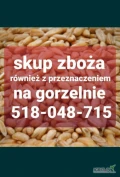 Skup zboża paszowego mokrego ze siedzia wołkiem zapachem robakiem zanieczyszczone wilgotne niepelnowartosciowe. Odbiór z gospodarstwa....