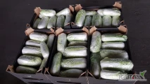 Sprzedam kapustę pekińską bilko 0,5-2,0kg. Czysta w środku, zdrowa.