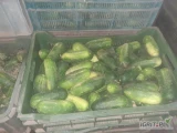 Sprzedam  ogórka grunta sałatkowego odmiana nadusza i sonata z wlasnej plantacji ok 700kg. 
