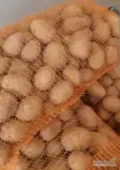 Witam oferuję ziemniaki różne odmiany małe i duże ilości informację pod nr tel 72764440