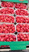 Nawiąże współpracę z odbiorcą maliny tunelowej i truskawki deserowej 509722281