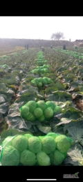 Kapusta market 1-3kg 
