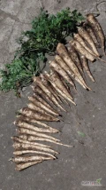 sprzedam pietruszkę kaliber handlowy ładny zdrowy towar. Cena do uzgodnienia. Lokalizacja Wola Skarbkowa 88-220 Osięciny 