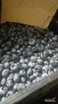SPRZEDAM BORÓWKĘ AMERYKAŃSKĄ CHANDLER LUZEM, SKRZYNKI 4KG. ILOŚĆ OK 1,5 TONY (, ). SCHŁODZONA. CENA 15PLN
