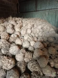 Balena 0,5 - 1,1 kg ; 90 % + 0,7 kg . Zdrowa 