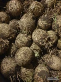 Sprzedam selera 1kg+, na brudno lub myty