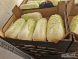Kupię gruba kapusta pekińska kaliber 1.6kg+
