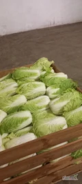 Sprzedam kapustę pekińską od 0,5kg do 2,0kg