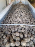 Sprzedam seler import,odmiana handlowa. Jakość premium. Ilości tirowe. Dostawa bezpośrednio do klienta. 
