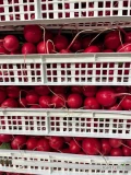 SPRZEDAM KALAFIOR WŁOCHY KALIBER 6SZT. POR OP.10KG. ILOŚCI PALETOWE. POSIADAMY RÓŻNE ASORTYMENTY .MAMY SPRZEDAŻ HURTOWĄ I...