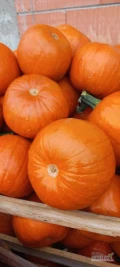 Sprzedam dynie spitfire,gomez, halloween. Ładnie wybarwiona. Więcej informacji telefonicznie