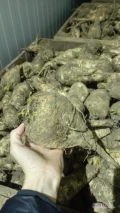 Sprzedam gruba pietruszkę z chłodni, pakowana według życzenia 