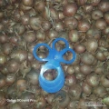 Sprzedam cebule Haybelle kaliber 35/40-70
