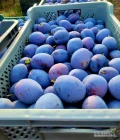 Sprzedam Śliwkę Top Hit w plastikach po 20 kg, śliwka zerwana z nalotem, schłodzona. Około 5 ton.