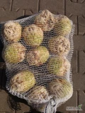 Sprzedam ładny biały zdrowy seler. Kaliber 0.8-1.5kg