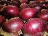 Descubra la frescura y la calidad de nuestras cebollas rojas, recién cosechadas en Egipto, disponibles en siema.pl. En colaboración con...