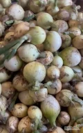Firma VEGE kupi cebule na obieranie kaliber 5+
