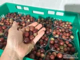 Sprzedam certyfikowany, ekologiczny agrest bez pozostałości. Odmiana Xenia. Spakowany w pojemniki 250 g. Ilość około 300-400 kg. Cena...