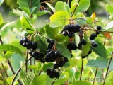 Sprzedaż hurtowa Aronia od producenta po optymalnych cenach