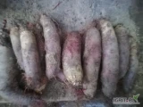 Sprzedam buraki podłuzne oraz okrągłe workowane lub luzem po koszu kaliber do uzgodnienia . Cena do dogadania duże ilości. Buraki...