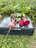 Sprzedam buraki czerwone odniana raw i egipte, bardzo soczyste. Kaliber do 12 cena 1zl/kg. Płatne przy załadunku. Minimalne zamowienie 100...