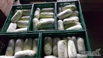 Sprzedam pekińską od 0,5-2,0kg, czysta, zdrowa.