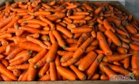 Sprzedam marchew&nbsp;odpadowa/paszowa, pakowana&nbsp;w worek 20kg lub big bag, ilości tirowe