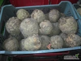 Sprzedam Seler około 800 kg , wielkość od 0,8 do 1,2kg. Seler nie myta.  Cena do rosądnej negocjacji . Wiecej informacji pod nr tel 