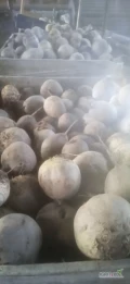 Sprzedam buraczka 10+ odmiana Monty ilości busowe możliwość dowozu.