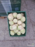 Seler od 0,5 do 1,0 kg pakowany w worek 10 kg 