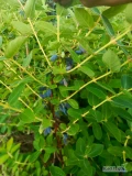 Sprzedam owoce jagody kamczackiej, różne odmiany. Jagody pochodzą z mojej własnej plantacji. Cena 20 zł/kg, ilości detaliczne ze...