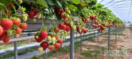 Potrzebne 6 kobiet do zbioru truskwek - praca w tunelach na rynnach, do października. Zakwaterowanie na miejscu. Dobre wynagrodzenie....