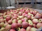 Sprzedam Szampion za wagę w skrzyni z KA+fresh. 