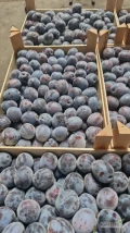Sprzedam śliwkę lepotice 35+ duże ilości towar sztywny ładny import serbia 