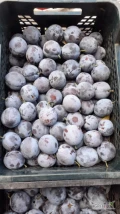 Sprzedam 115 kg ładnej Dąbrowickiej oraz 180 kg Amers rwane w skrzyneczki Casi po 5 kg.