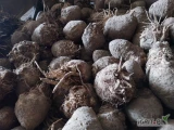 Sprzedam seler do 400 gram cena 1,2 ilosc okolo 5 ton 783252092