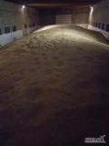 Sprzedam kukurydzę suchą krajową po 100 ton, załadunek auta 10 minut, waga na miejscu, cena netto gotówka, przedpłata lub szybki...