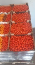 Sprzedam - POMIDOR BABY PLUM POLSKA. Dostępne ilości - 800 kg co 2-3 dni.